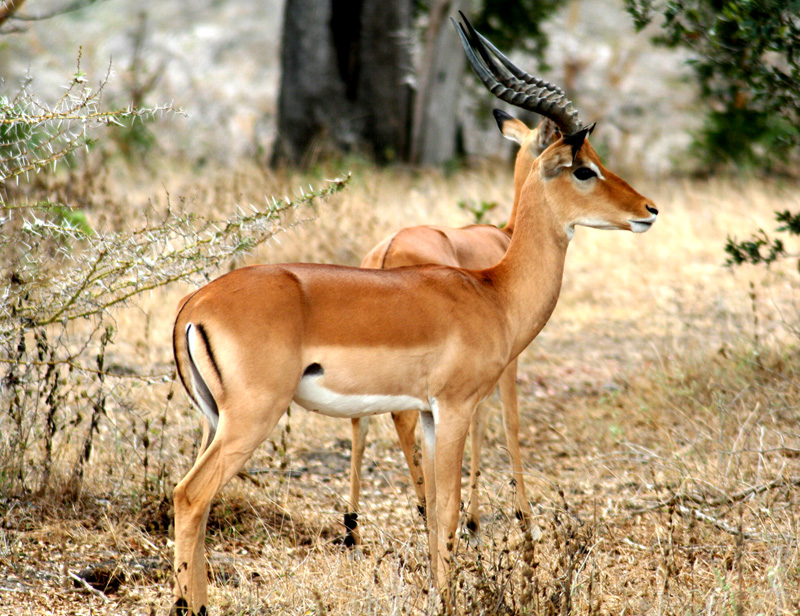 Impala