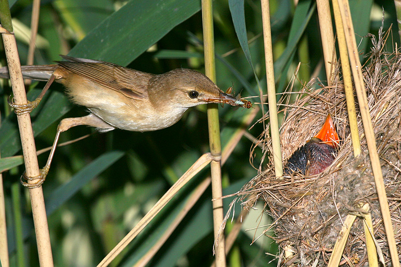 Cannaiola imbecca piccolo di Cuculo