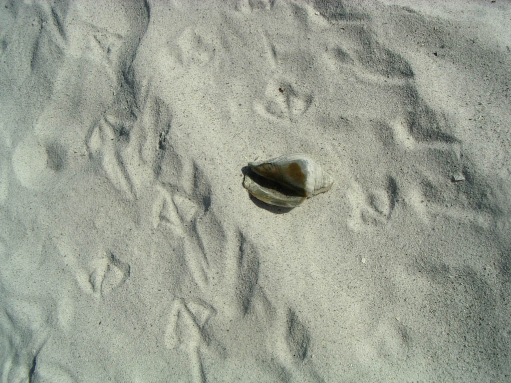 Chi � passato da qui?