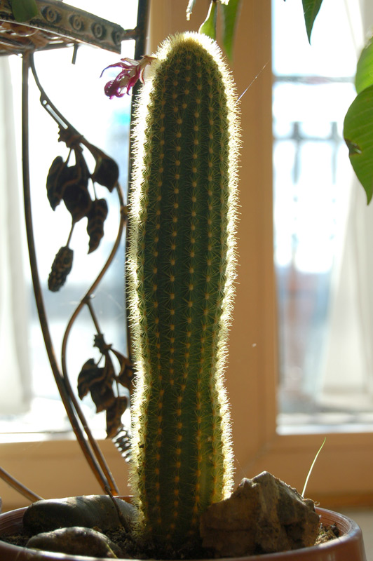 Una luce coi controcactus