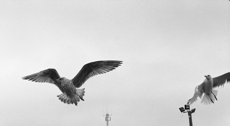 Inseguimento in volo