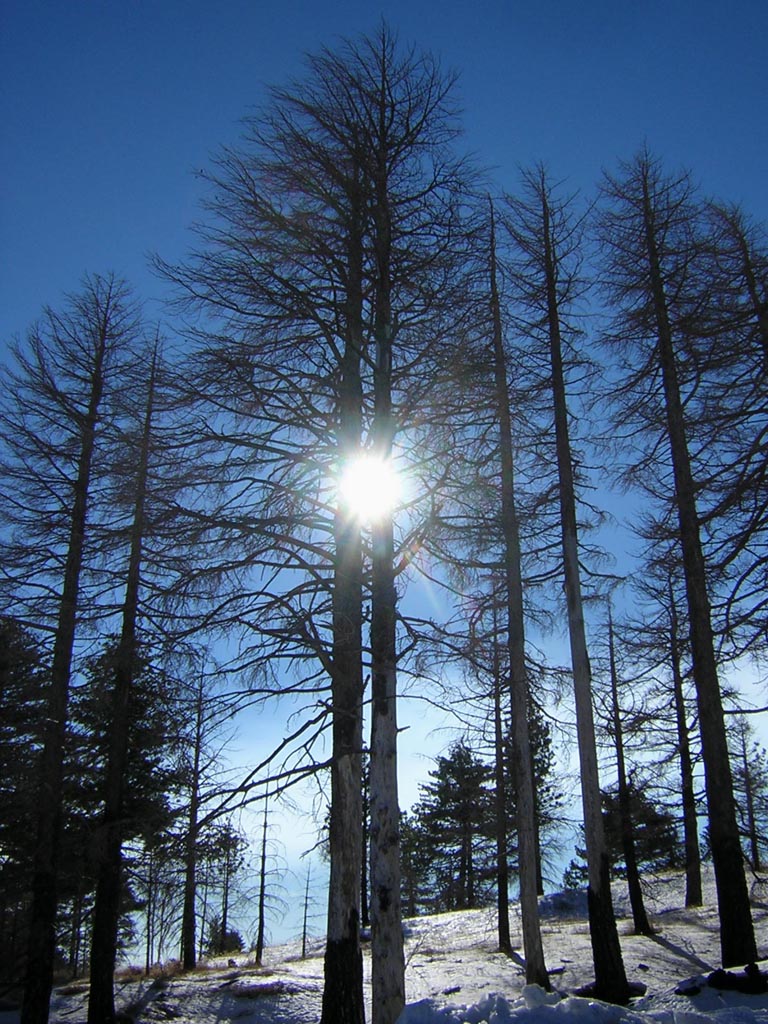 Pineta dopo il passaggio della lava