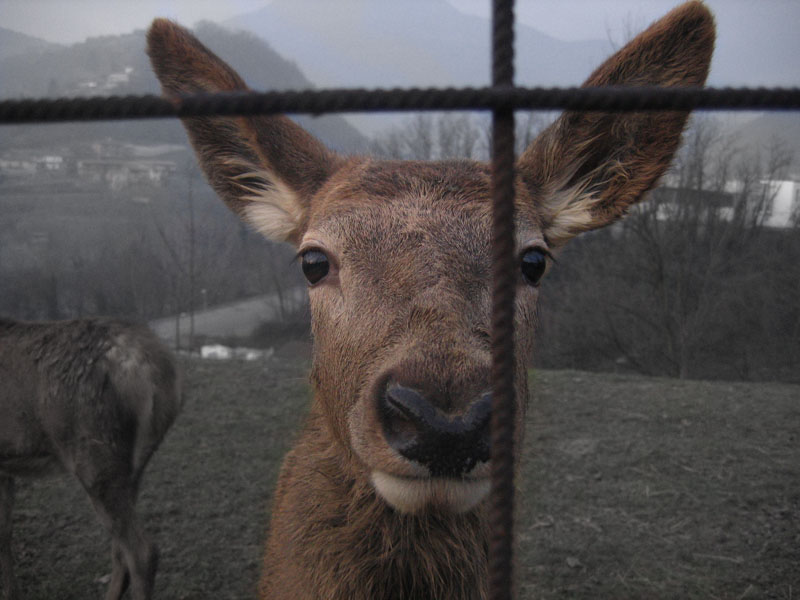 Rinchiuso...senza aver nessuna colpa