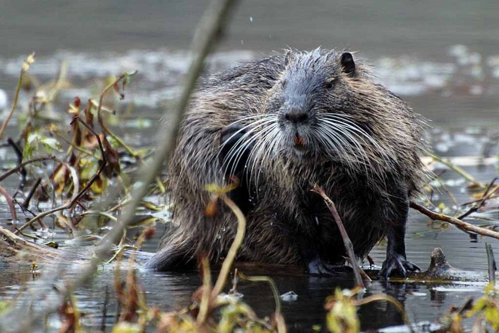 Nutria