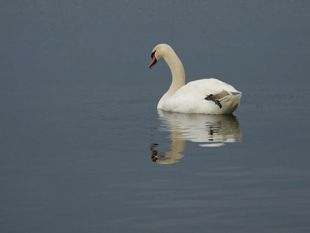 Swan