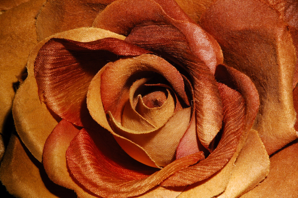 Rosa (Finta)