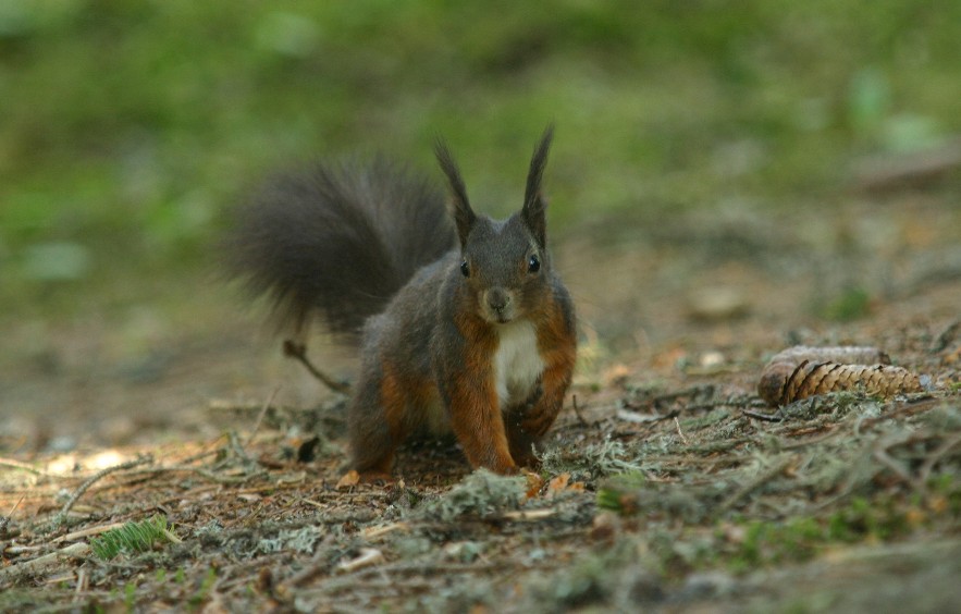 Scoiattolo2