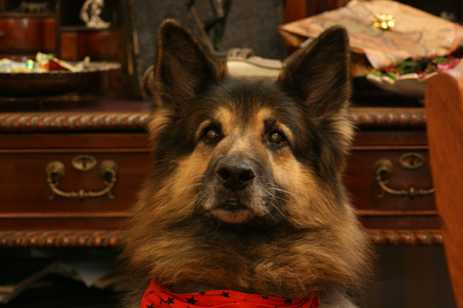 il mio vecchio amico...