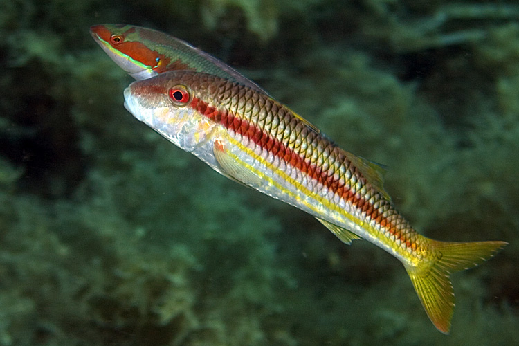 Mongerbino2