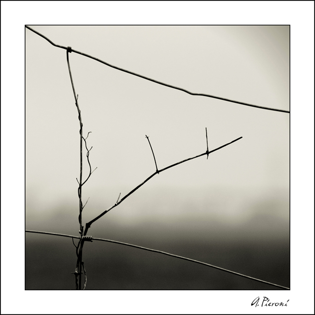 Winter Shrubs, Calcinaia, Italy, 2006. Nr.02