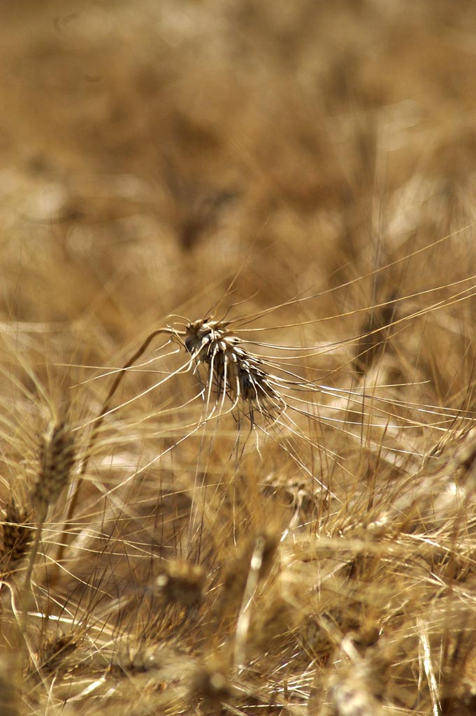 Grano