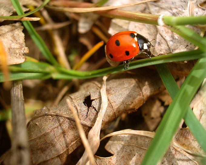 coccinella