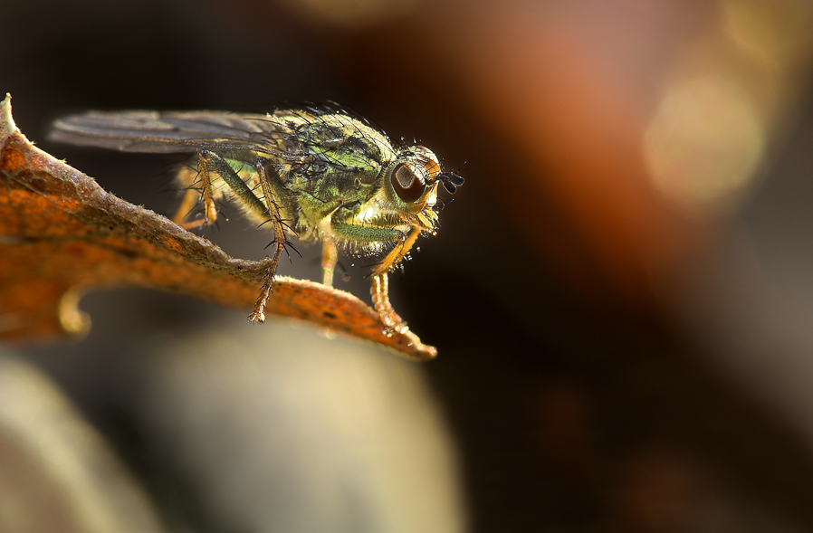verdeoro in controluce