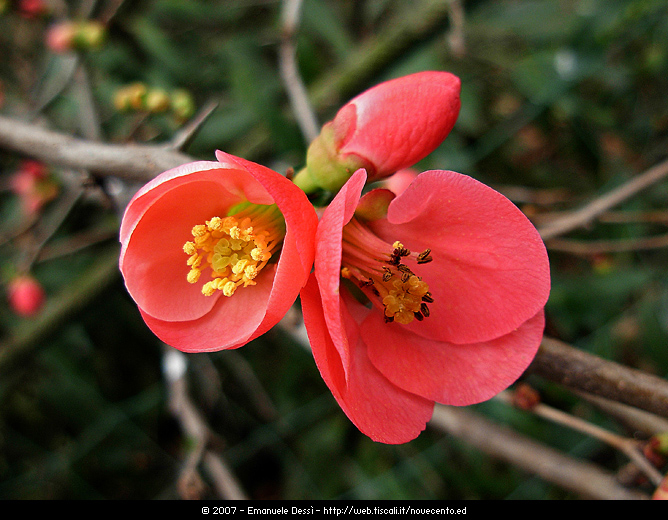 Aldil� delle spine