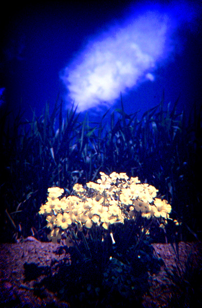 .: lomo's landscape 01 :.