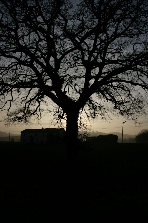 albero in contro luce