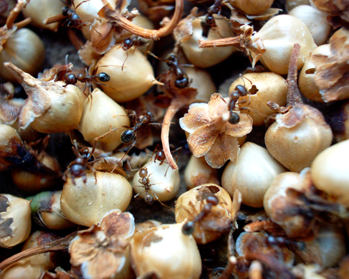 questo semino qui devi metterlo l�..