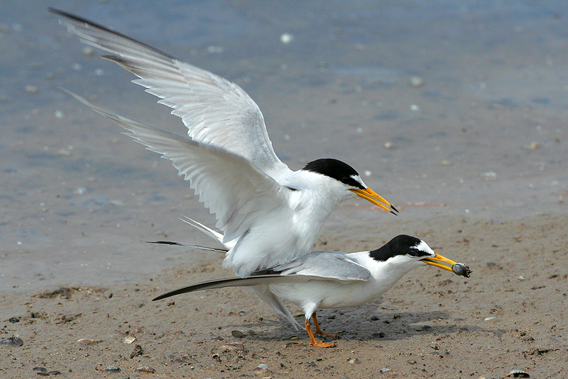 Accoppiamento di Fraticelli