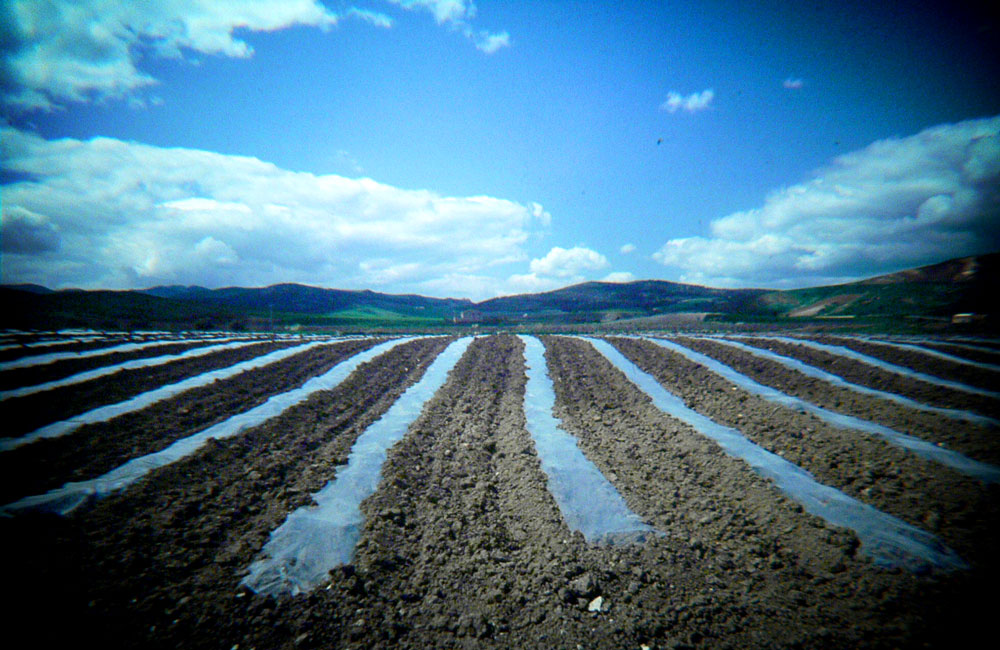 .: lomo's landscape 03 :.