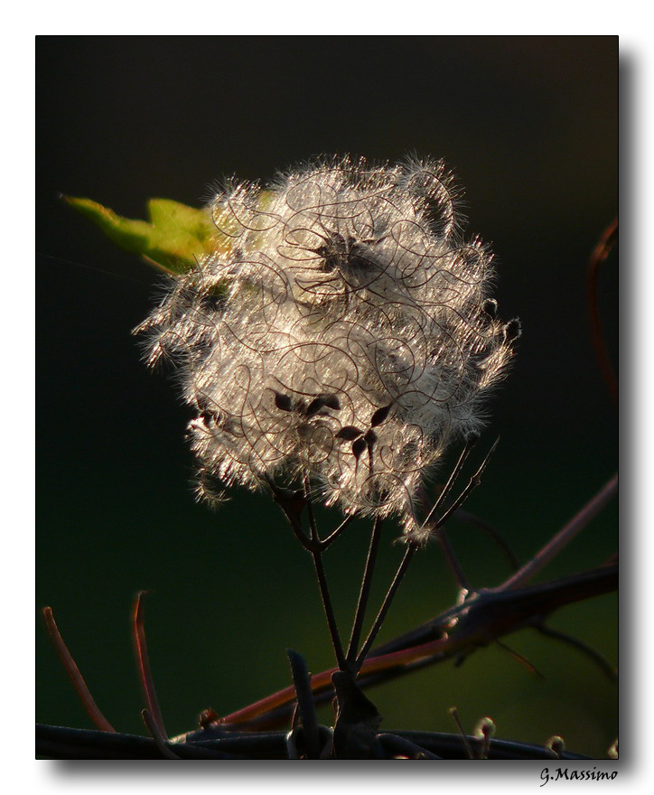 Ricami in controluce 2