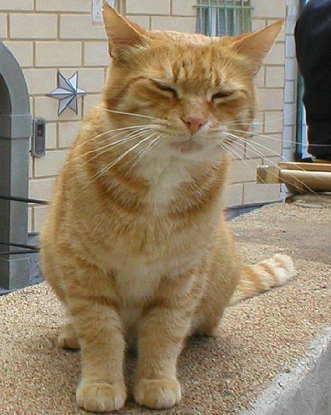 Aspettando le carezze