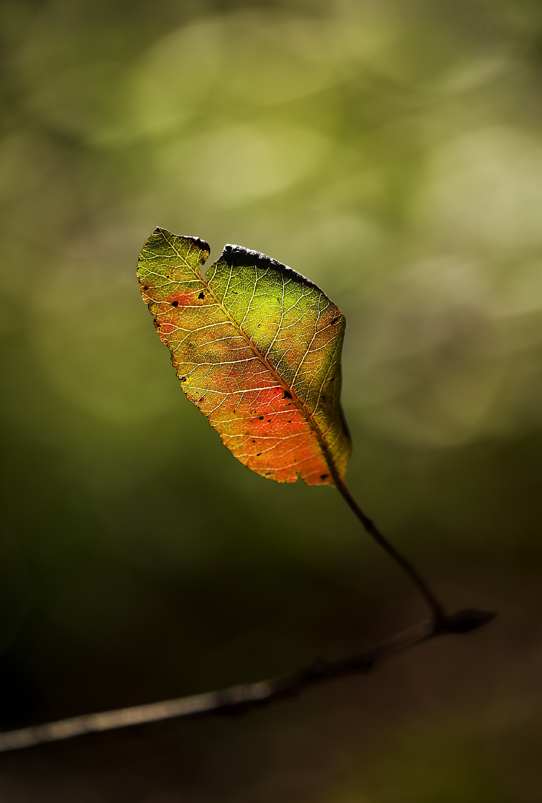 luce del bosco incantato