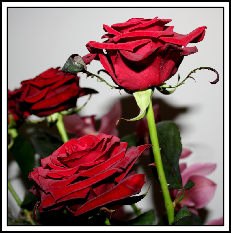 Rose rosse per te