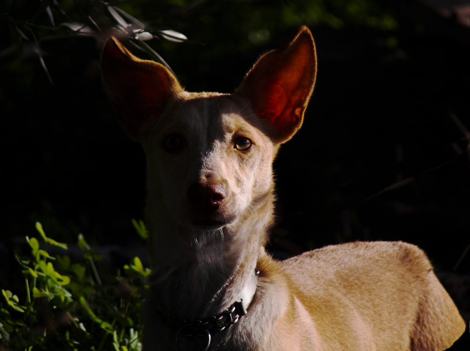 .: il favoloso cirneco dell'Etna :.
