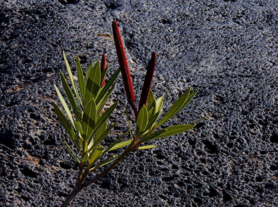 .: blu basalto - l'ambiente naturale :.