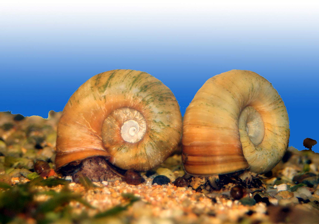 ampullaria_marisa_blond