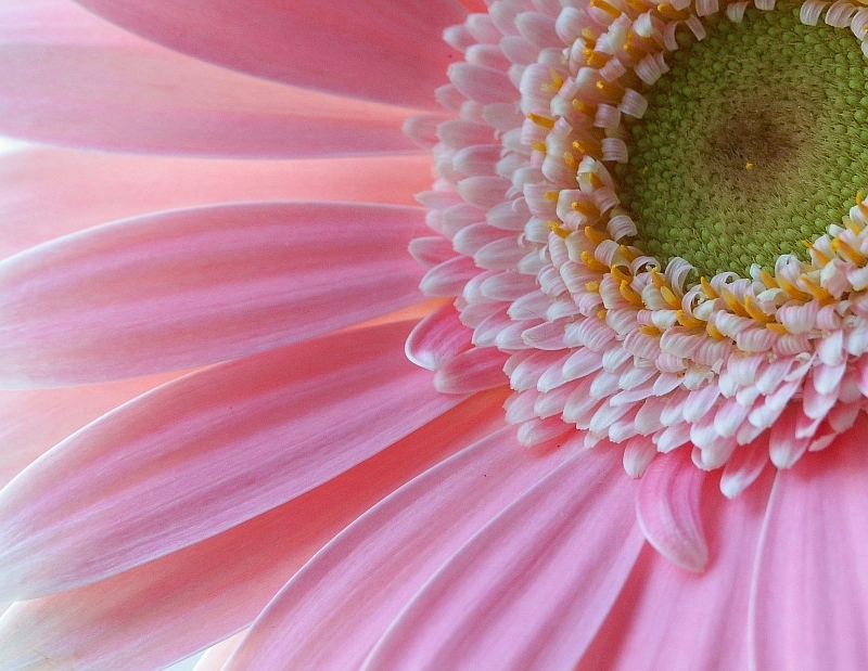 Gerbera 2