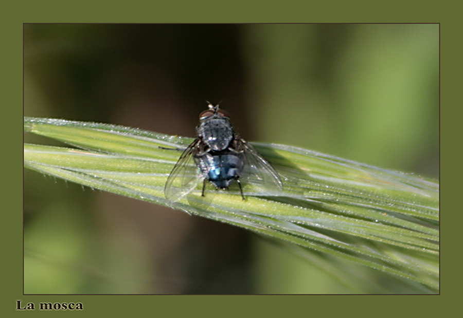La mosca