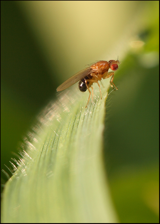 sulla cresta dell' onda...