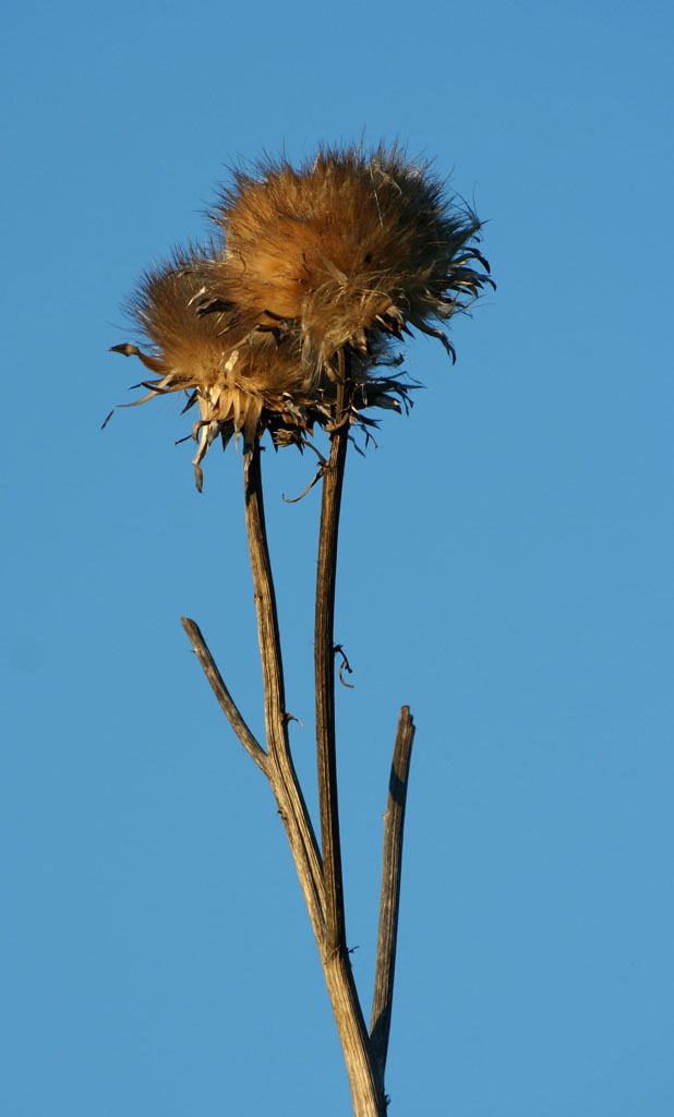 cose semplici della natura...