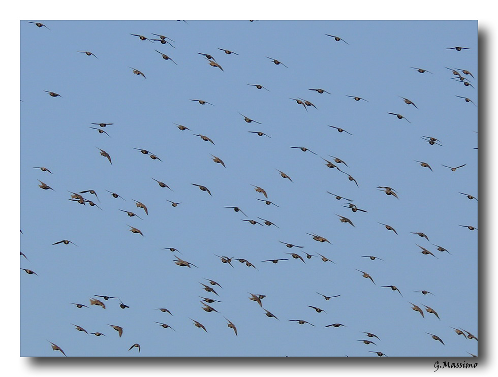 Texture volanti ordinate