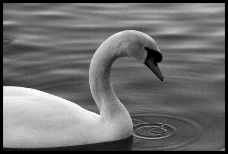 Cigno #1 B&w