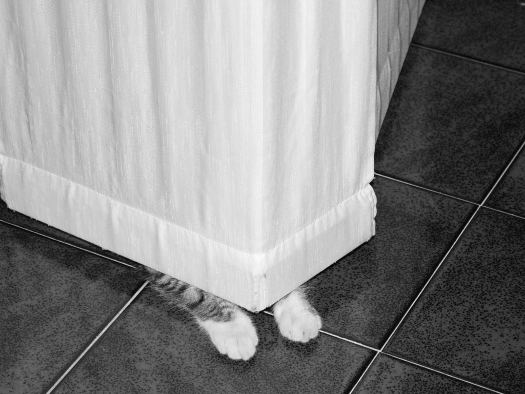 Dove si sar� nascosta Vanilla??