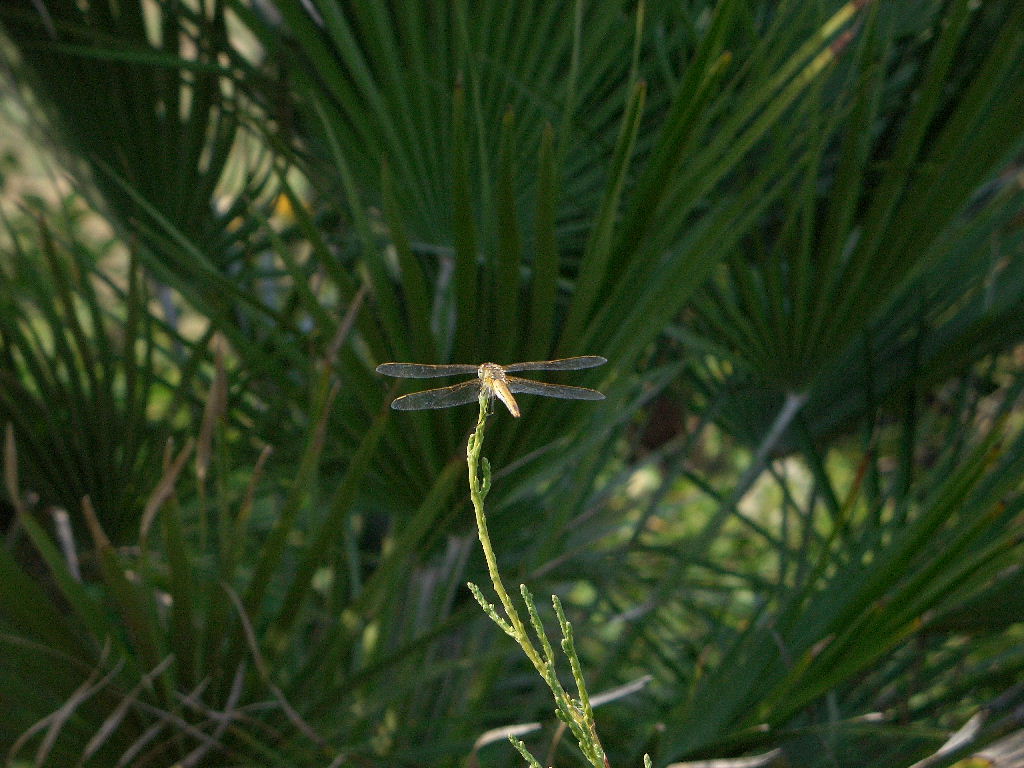 libellula