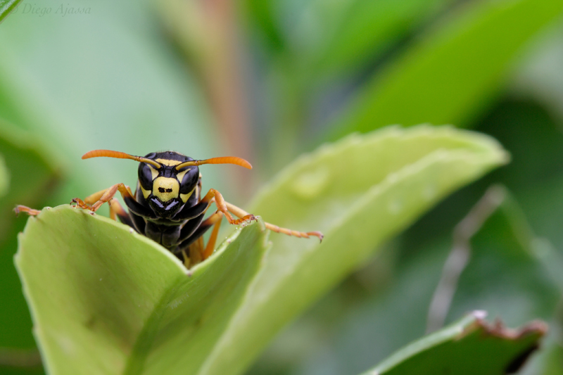 Giochiamo a nascondino?