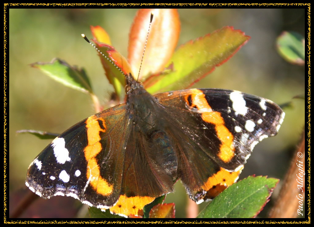 Una speciale modella