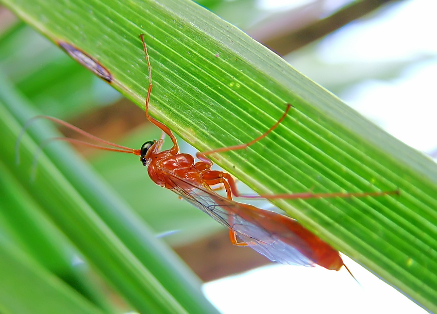 chi mi dice cos'�???