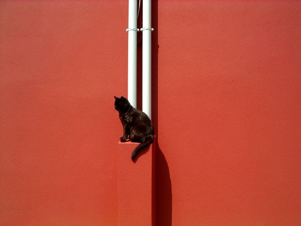 Another cat in the wall (part 1)