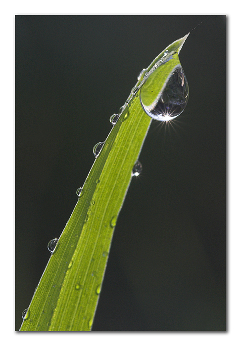 Lacrime di una stella