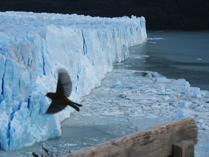 Uccello davanti al Perito Moreno