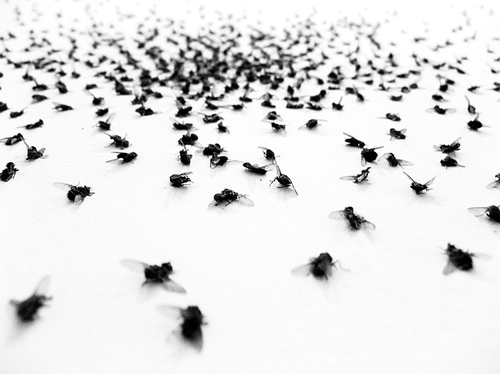 SILENZIO: non voglio sentire volare una mosca