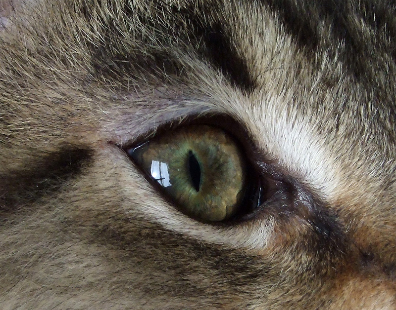 finestra nell'occhio