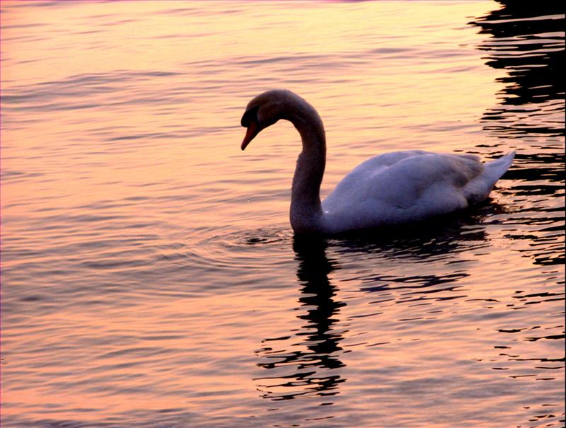 Il Cigno Solitario