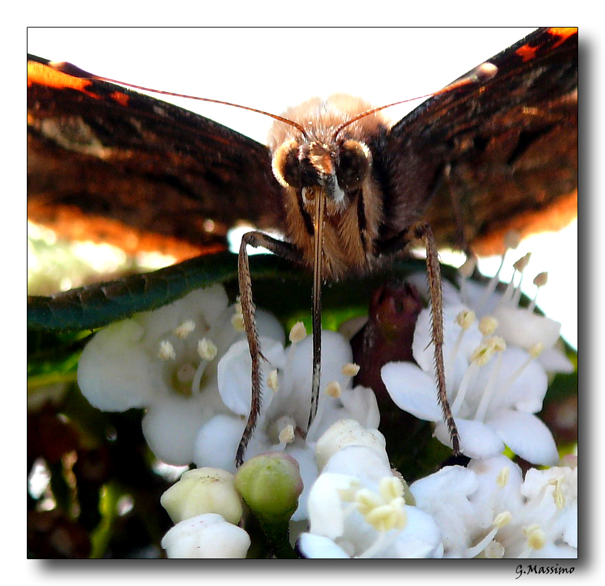 Primo piano controluce