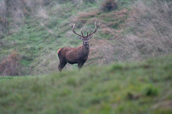 Cervo Maschio Adulto