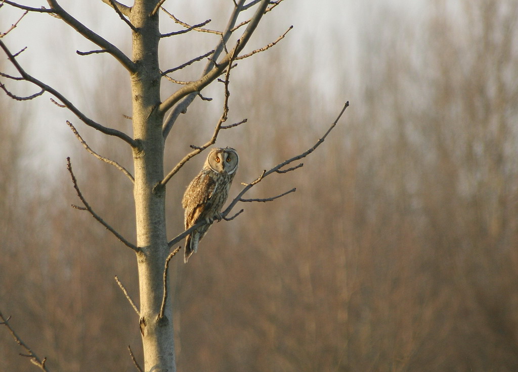 Credo sia un gufo di palude